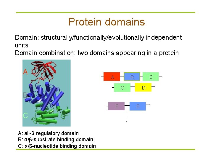 Protein domains Domain: structurally/functionally/evolutionally independent units Domain combination: two domains appearing in a protein
