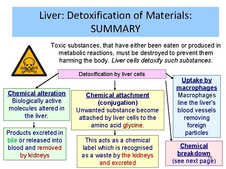 Liver: Detoxification of Materials: SUMMARY Toxic substances, that have either been eaten or produced