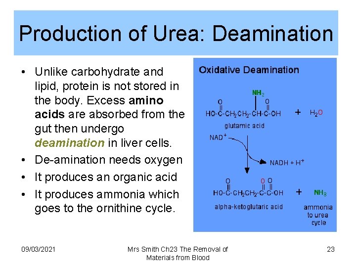 Production of Urea: Deamination • Unlike carbohydrate and lipid, protein is not stored in