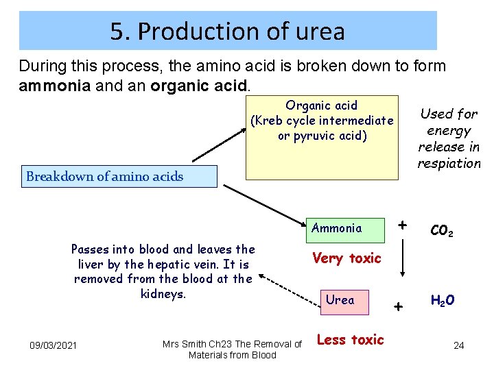 5. Production of urea During this process, the amino acid is broken down to