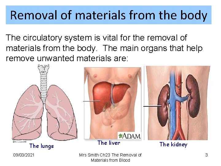 Removal of materials from the body The circulatory system is vital for the removal