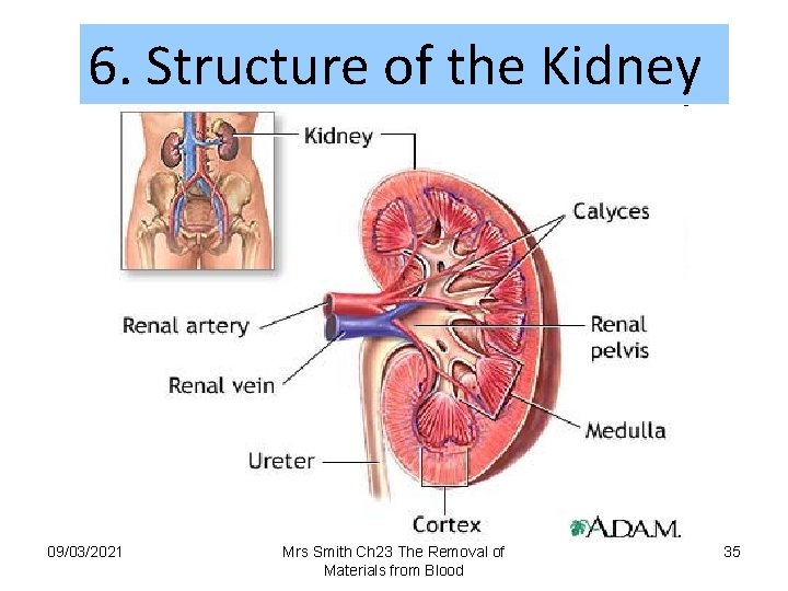 6. Structure of the Kidney 09/03/2021 Mrs Smith Ch 23 The Removal of Materials
