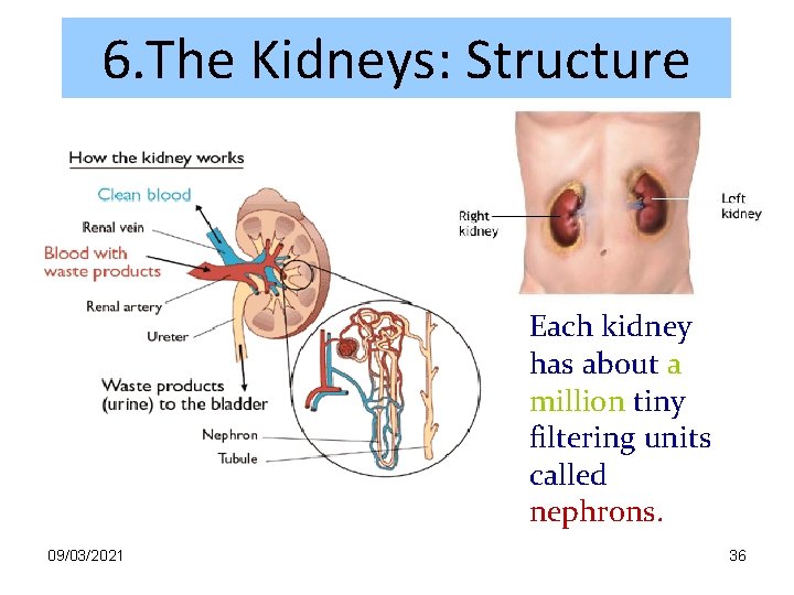 6. The Kidneys: Structure Each kidney has about a million tiny filtering units called