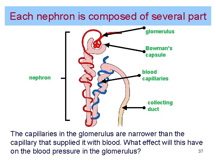 Each nephron is composed of several part glomerulus Bowman's capsule nephron blood capillaries collecting