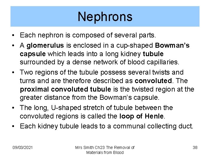 Nephrons • Each nephron is composed of several parts. • A glomerulus is enclosed