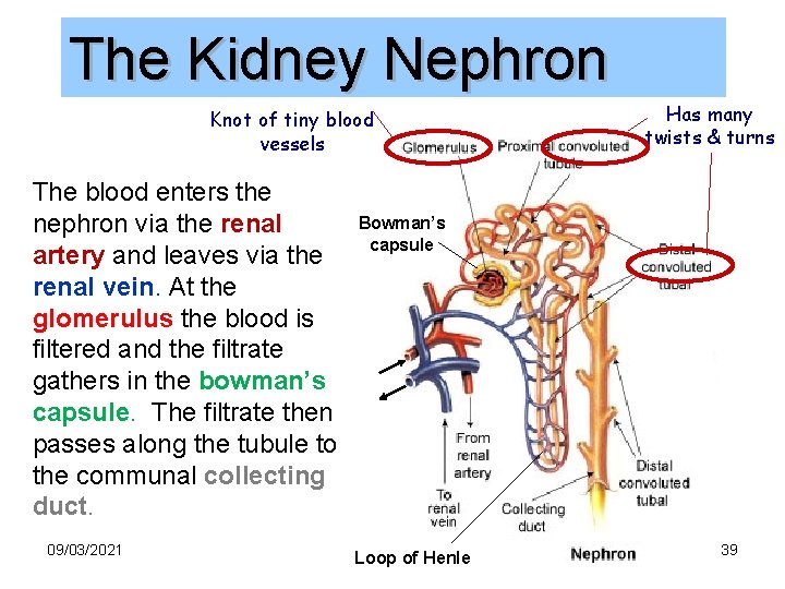 The Kidney Nephron Knot of tiny blood vessels The blood enters the nephron via