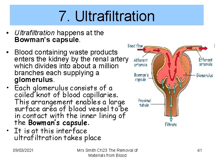 7. Ultrafiltration • Ultrafiltration happens at the Bowman’s capsule. • Blood containing waste products