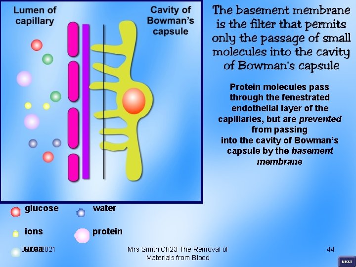 Protein molecules pass through the fenestrated endothelial layer of the capillaries, but are prevented