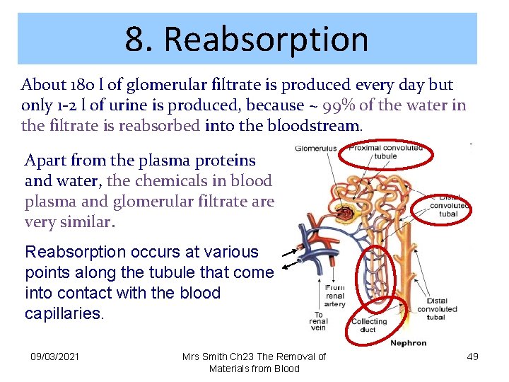 8. Reabsorption About 180 l of glomerular filtrate is produced every day but only