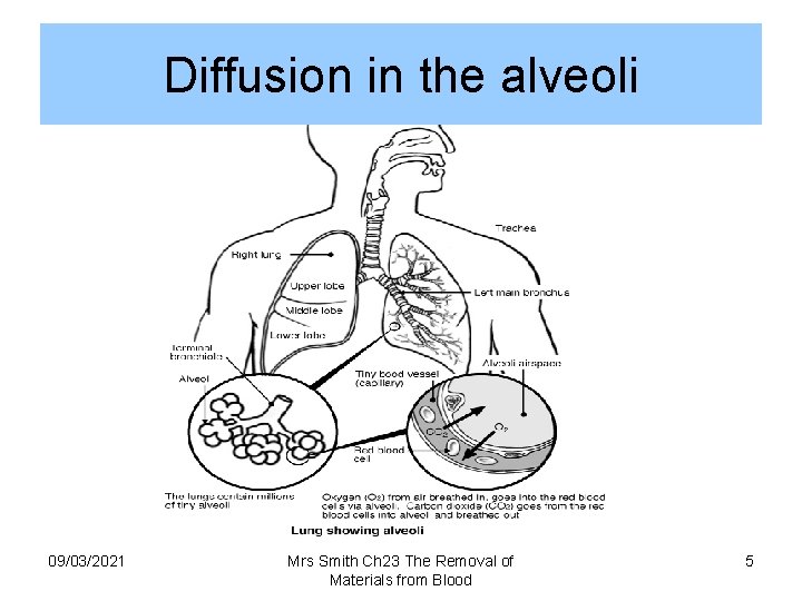 Diffusion in the alveoli 09/03/2021 Mrs Smith Ch 23 The Removal of Materials from
