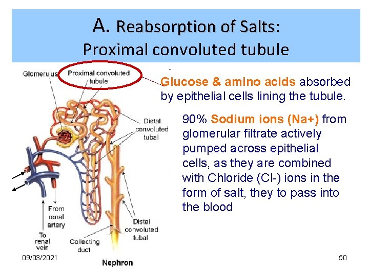 A. Reabsorption of Salts: Proximal convoluted tubule Glucose & amino acids absorbed by epithelial