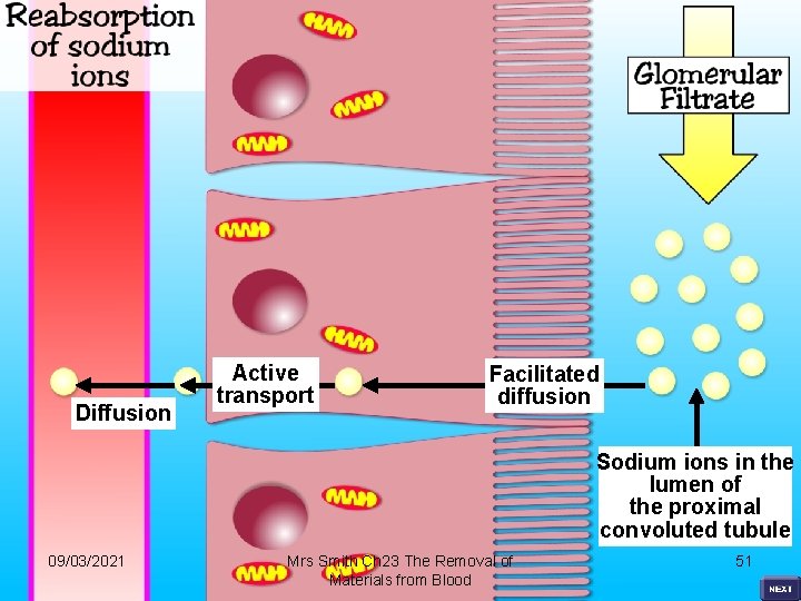 Diffusion Active transport Facilitated diffusion Sodium ions in the lumen of the proximal convoluted