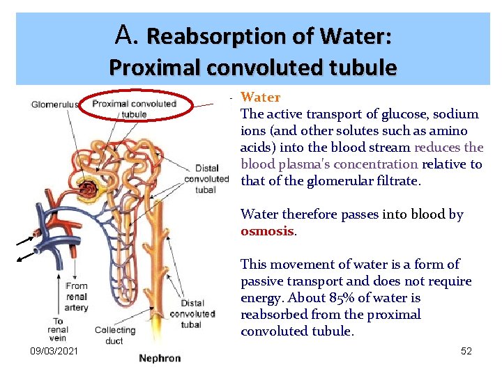 A. Reabsorption of Water: Proximal convoluted tubule Water The active transport of glucose, sodium