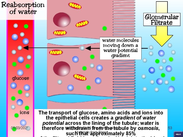 09/03/2021 The transport of glucose, amino acids and ions into the epithelial cells creates