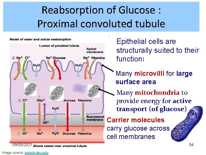 Reabsorption of Glucose : Proximal convoluted tubule Epithelial cells are structurally suited to their