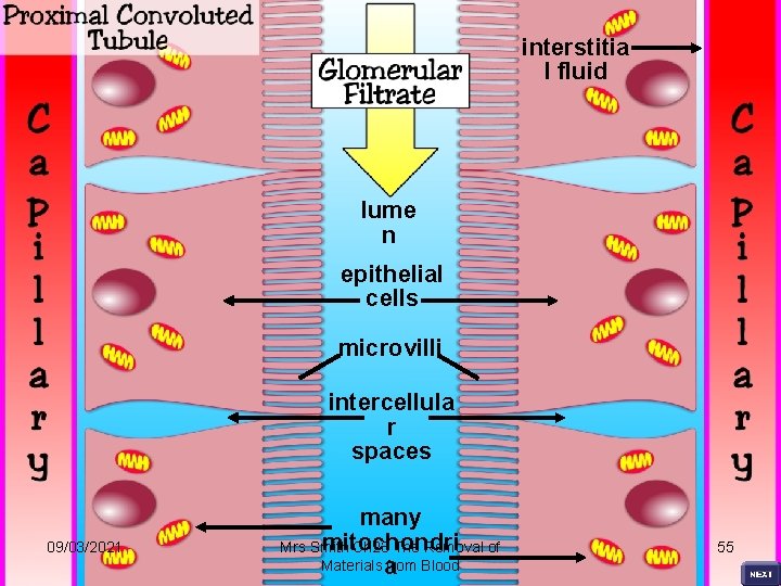 interstitia l fluid lume n epithelial cells microvilli intercellula r spaces 09/03/2021 many mitochondri
