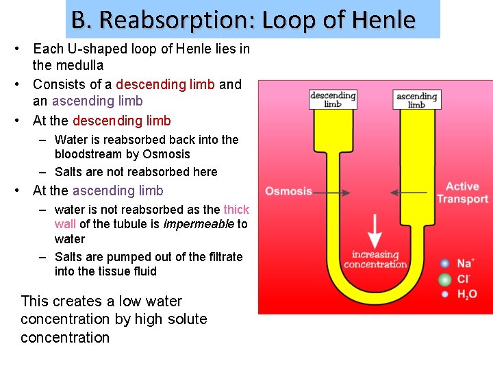 B. Reabsorption: Loop of Henle • Each U-shaped loop of Henle lies in the