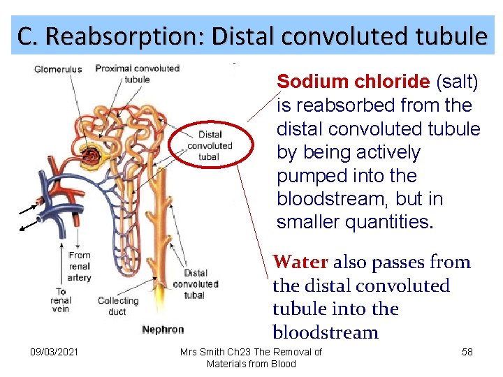 C. Reabsorption: Distal convoluted tubule Sodium chloride (salt) is reabsorbed from the distal convoluted