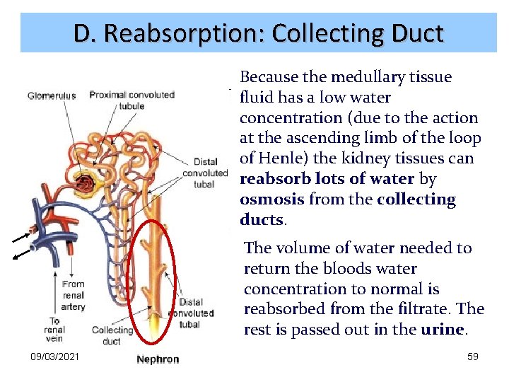 D. Reabsorption: Collecting Duct Because the medullary tissue fluid has a low water concentration