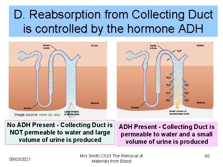 D. Reabsorption from Collecting Duct is controlled by the hormone ADH Image source: www.