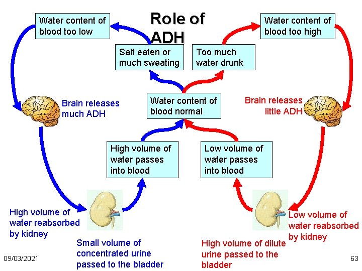 Role of ADH Water content of blood too low Salt eaten or much sweating