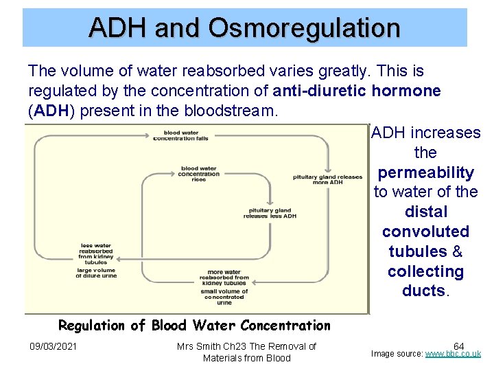 ADH and Osmoregulation The volume of water reabsorbed varies greatly. This is regulated by