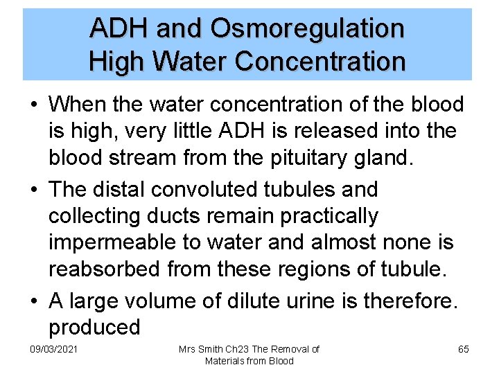 ADH and Osmoregulation High Water Concentration • When the water concentration of the blood