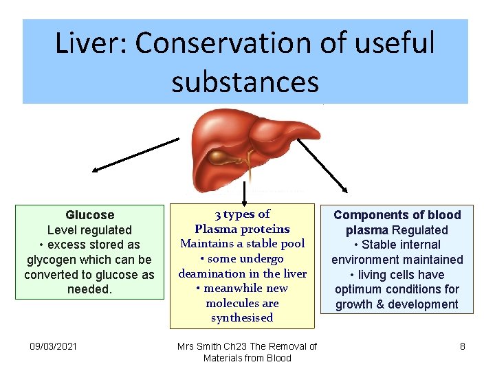 Liver: Conservation of useful substances Glucose Level regulated • excess stored as glycogen which