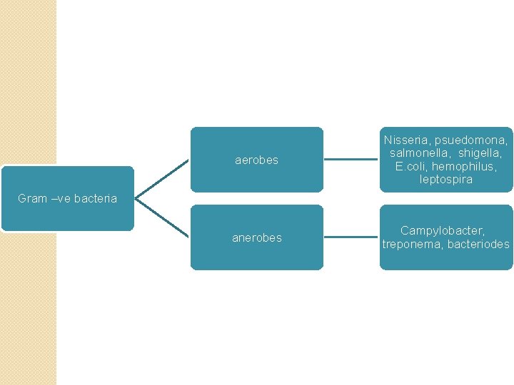 aerobes Nisseria, psuedomona, salmonella, shigella, E. coli, hemophilus, leptospira anerobes Campylobacter, treponema, bacteriodes Gram