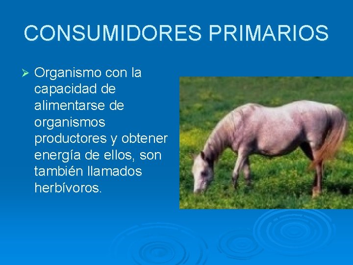 CONSUMIDORES PRIMARIOS Ø Organismo con la capacidad de alimentarse de organismos productores y obtenergía