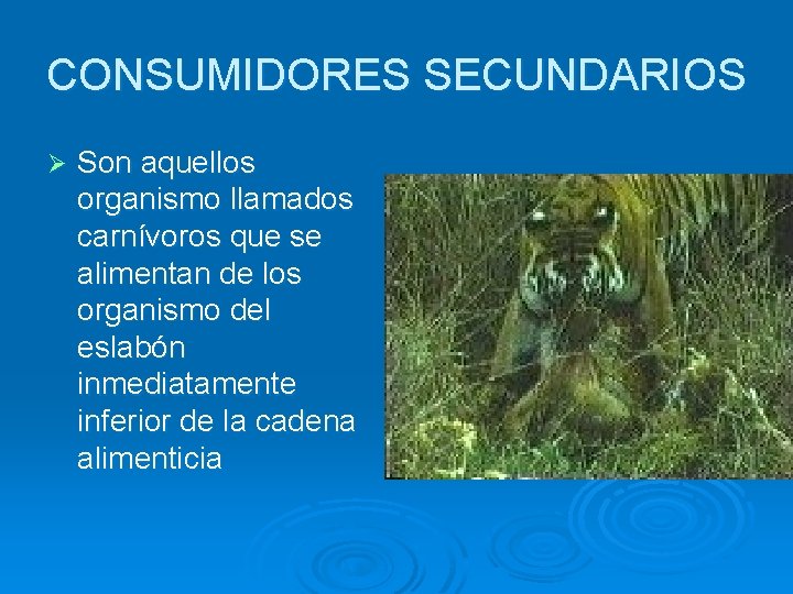 CONSUMIDORES SECUNDARIOS Ø Son aquellos organismo llamados carnívoros que se alimentan de los organismo