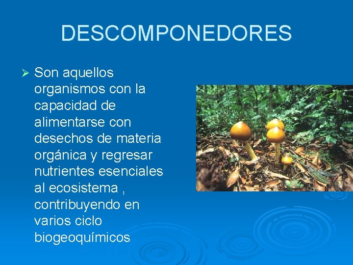 DESCOMPONEDORES Ø Son aquellos organismos con la capacidad de alimentarse con desechos de materia