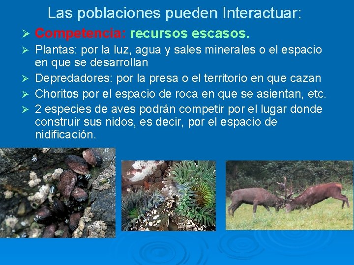 Las poblaciones pueden Interactuar: Ø Competencia: recursos escasos. Plantas: por la luz, agua y