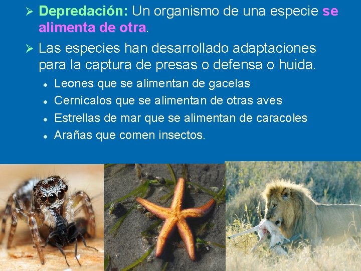 Depredación: Un organismo de una especie se alimenta de otra. Ø Las especies han