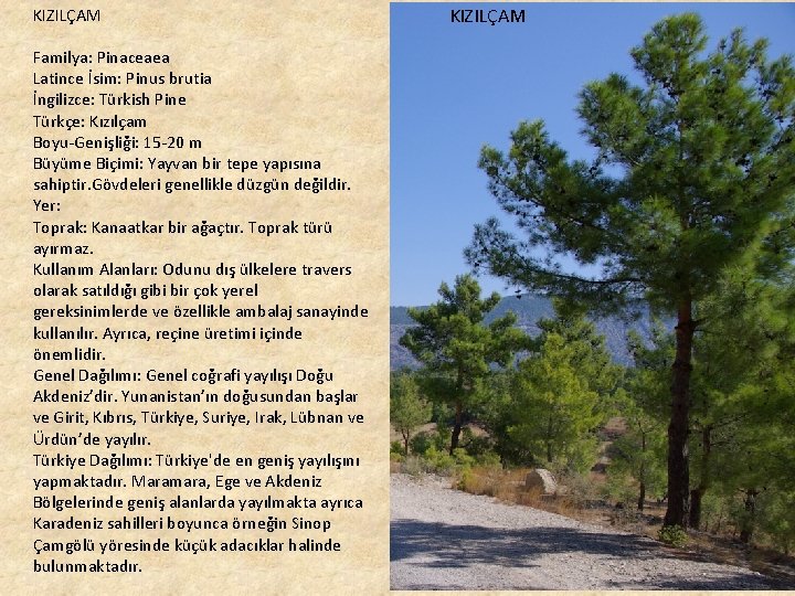 KIZILÇAM Familya: Pinaceaea Latince İsim: Pinus brutia İngilizce: Türkish Pine Türkçe: Kızılçam Boyu-Genişliği: 15