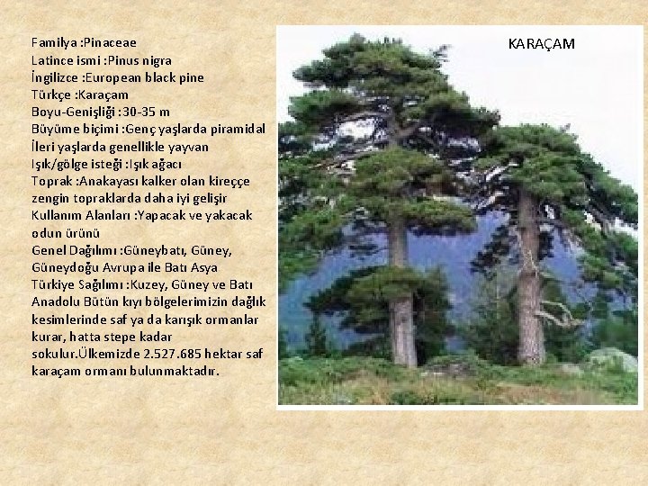 Familya : Pinaceae Latince ismi : Pinus nigra İngilizce : European black pine Türkçe