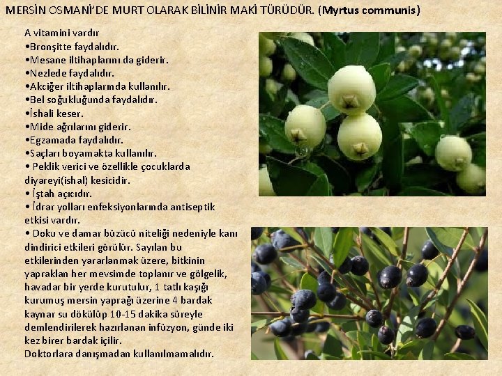 MERSİN OSMANİ’DE MURT OLARAK BİLİNİR MAKİ TÜRÜDÜR. (Myrtus communis) A vitamini vardır • Bronşitte