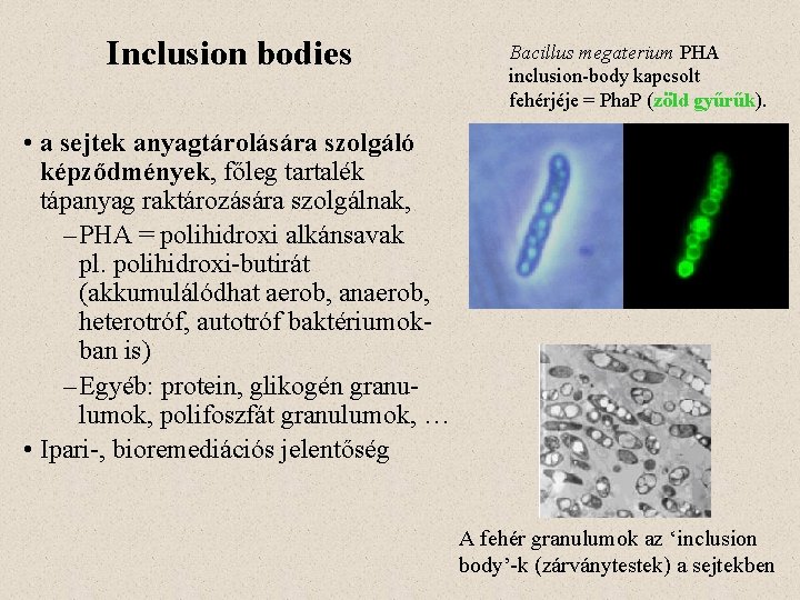 Inclusion bodies Bacillus megaterium PHA inclusion-body kapcsolt fehérjéje = Pha. P (zöld gyűrűk). •