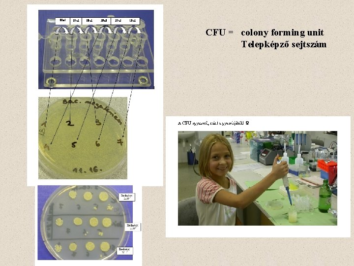 CFU = colony forming unit Telepképző sejtszám 