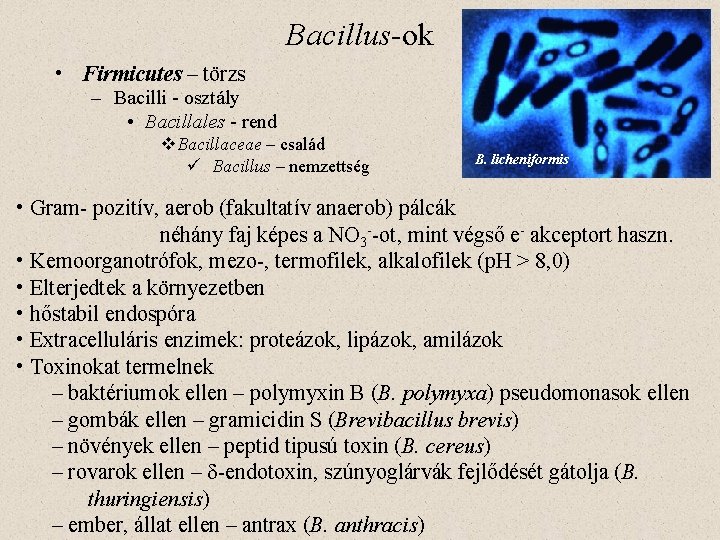 Bacillus-ok • Firmicutes – törzs – Bacilli - osztály • Bacillales - rend v.