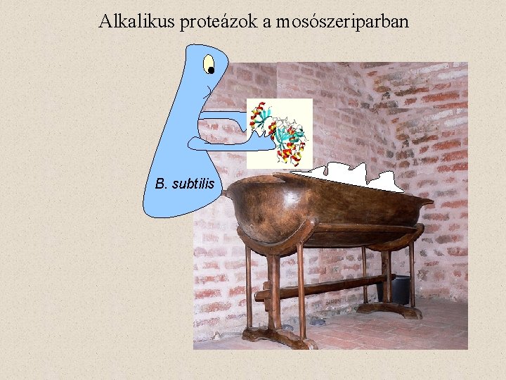 Alkalikus proteázok a mosószeriparban B. subtilis 