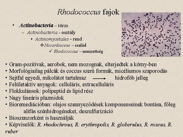 Rhodococcus fajok • Actinobacteria – törzs – Actinobacteria - osztály • Actinomycetales - rend