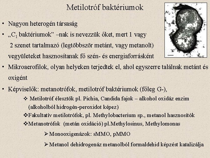 Metilotróf baktériumok • Nagyon heterogén társaság • „C 1 baktériumok” –nak is nevezzük őket,