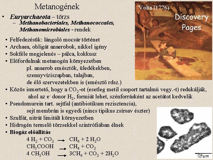 Metanogének Volta (1776) • Euryarchaeota – törzs – Methanobacteriales, Methanococcales, Methanomicrobiales - rendek •