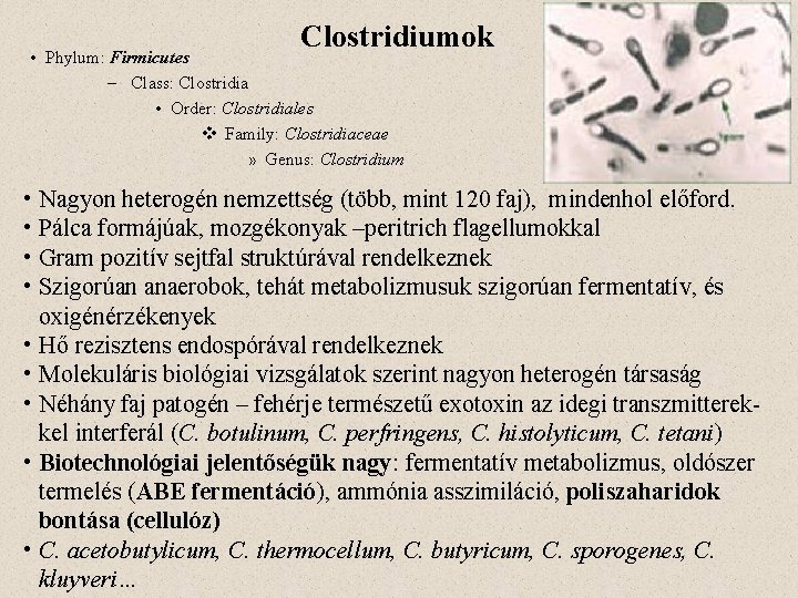 Clostridiumok • Phylum: Firmicutes – Class: Clostridia • Order: Clostridiales v Family: Clostridiaceae »