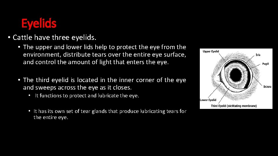 Eyelids • Cattle have three eyelids. • The upper and lower lids help to