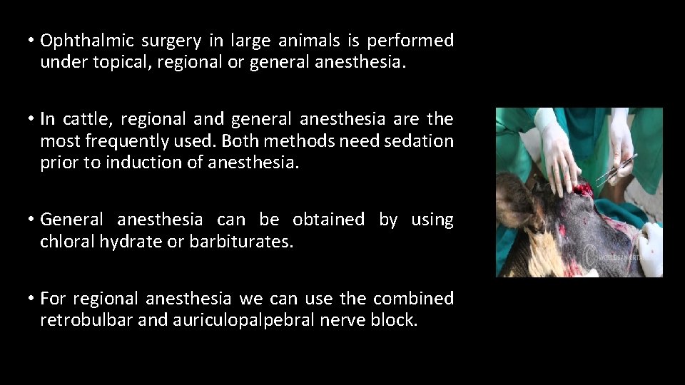  • Ophthalmic surgery in large animals is performed under topical, regional or general
