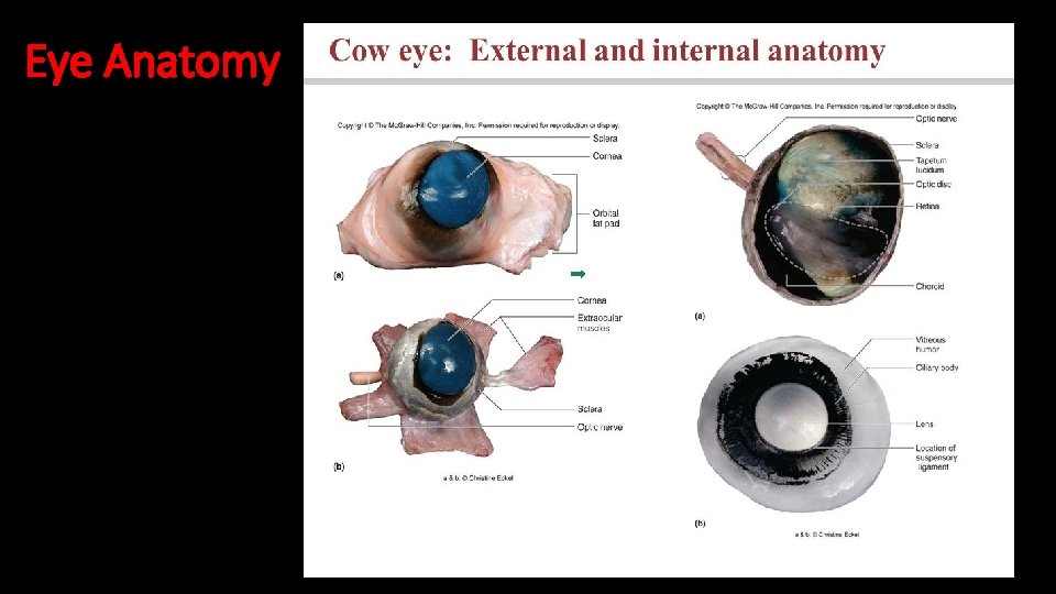 Eye Anatomy 