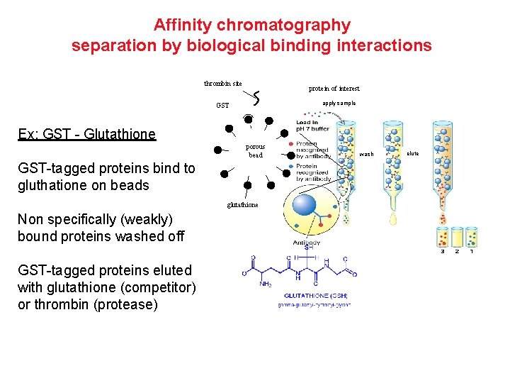 Affinity chromatography separation by biological binding interactions thrombin site protein of interest apply sample