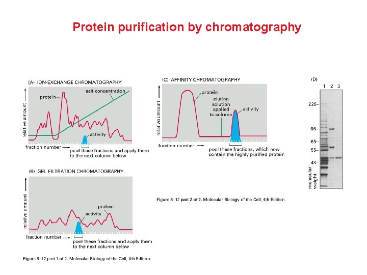 Protein purification by chromatography 